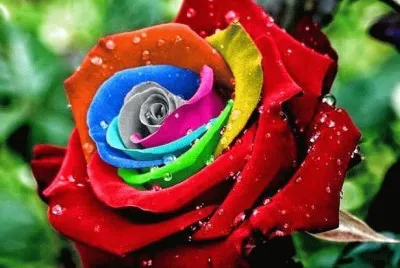 rosa colorida