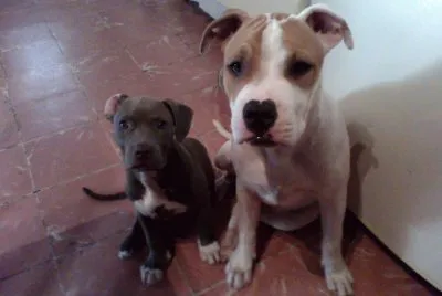 mis perritos