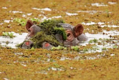 Hippo/Amboseli Natl. Park
