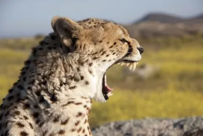 Cheetah/Amboseli Natl. Park