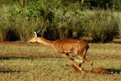Antelope Running/Africa