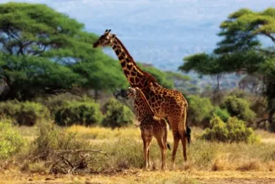 Giraffe Mom and Baby/Africa jigsaw puzzle