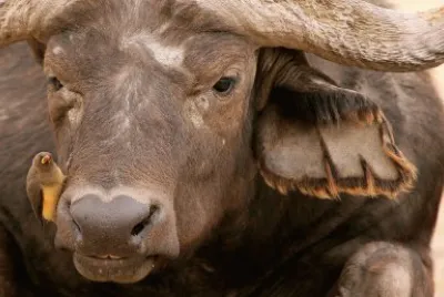 Water Buffalo with Friend/Africa
