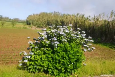 acores