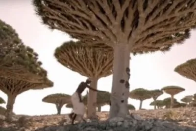 Cotra Island Trees jigsaw puzzle