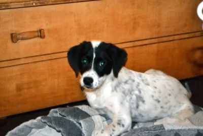 Puppy looking at photographer