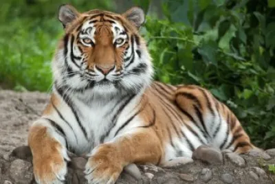 Tiger resting on a rock