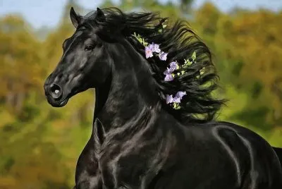 Bello