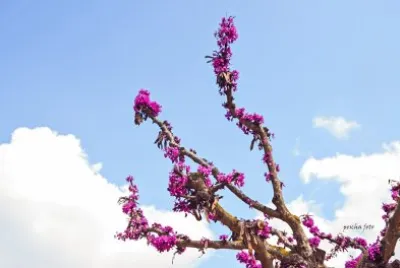mallorca