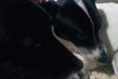 Puli y Bella