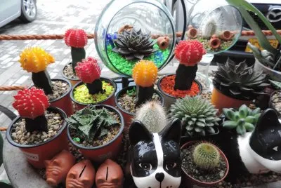Cactus jigsaw puzzle
