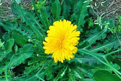 Double Dandelion