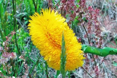 Triple dandelion?