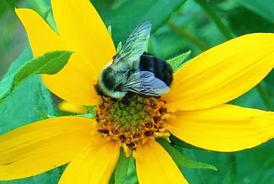 Bee on yellow flower1