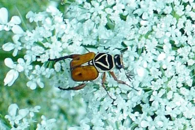 Beetle on Queen Anne 's Lace