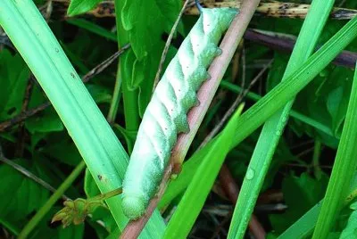 Green caterpillar