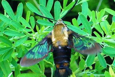 Hummingbird moth