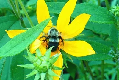 Bee on yellow flower2