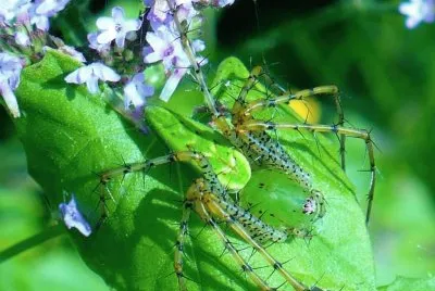 Green spider on green leaf