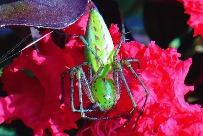 Green spider on crepe myrtle flower