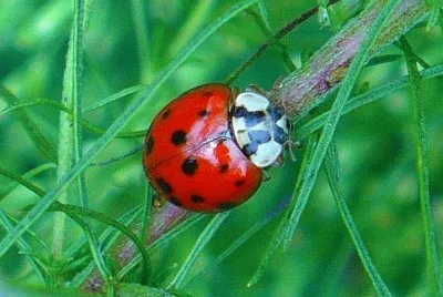 Ladybug2