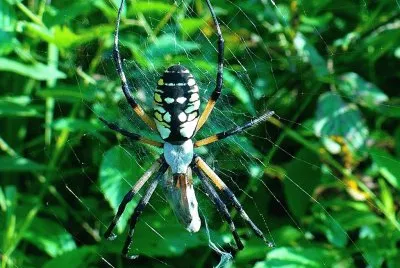 Large spider