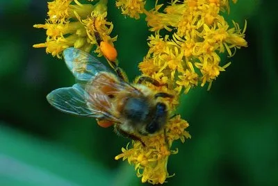 Bee on yellow flower3