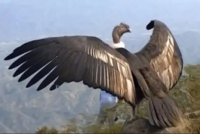 CONDOR