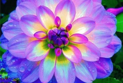 flor