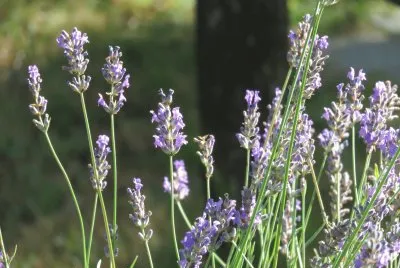 lavanda