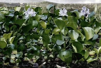 plantas acuaticas
