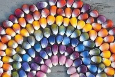 פאזל של colorful38