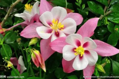 flower4