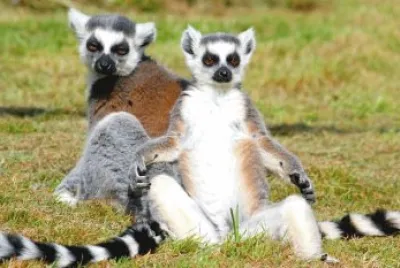 Ring Tailed Lemurs sunbathing