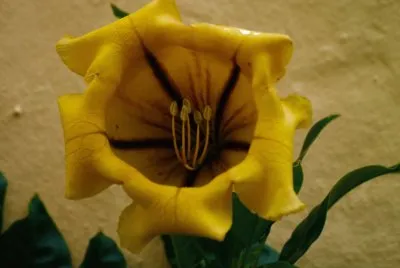 gran canaria