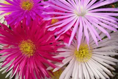 flower5