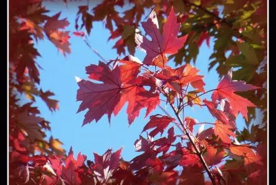 Red maple leaves1