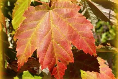 Maple leaves1