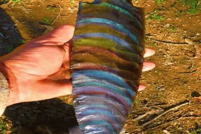 פאזל של 14