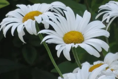 daisy