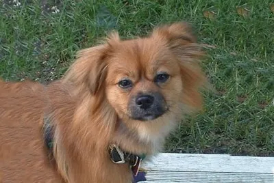 tibrtan spaniel