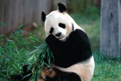 oso panda