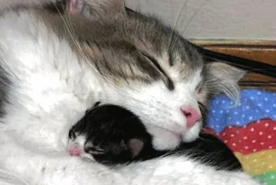 mom#257