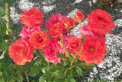 Rosas Vermelhas II