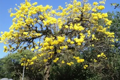 natureza