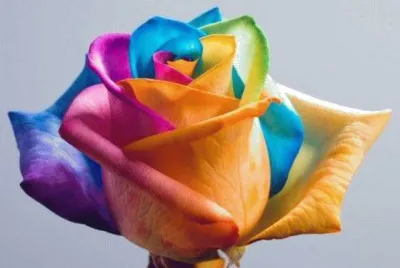 rosa de colores jigsaw puzzle
