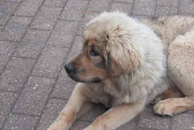 chien jigsaw puzzle