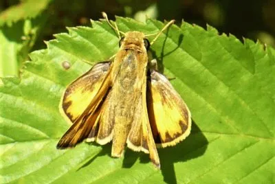 Moth