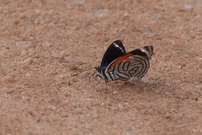 Borboleta na areia
