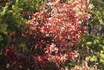 Little red maple1